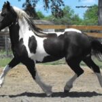 Cheval DE Base