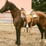 Elimination Des Chevaux