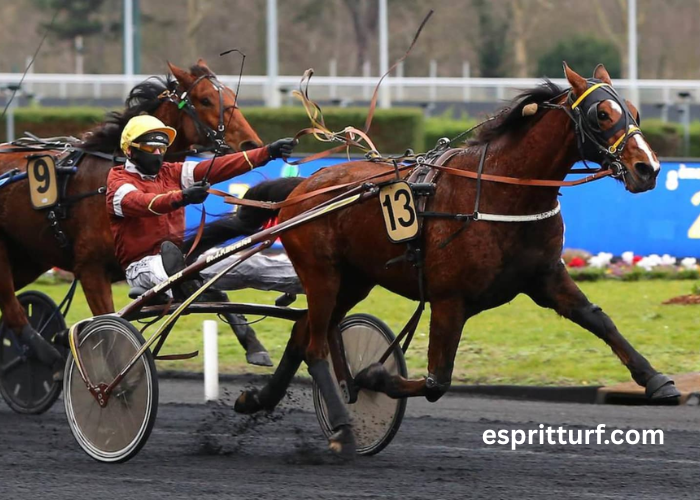 Les 3 Chevaux Incontournables (1)