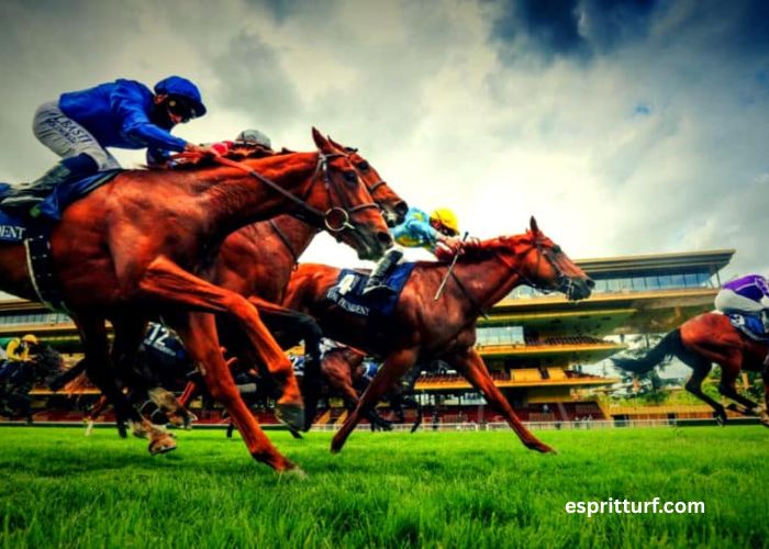 Belle Turf Prono Vip