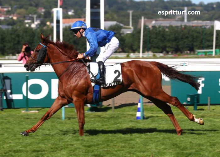 Canalturf Du Jour