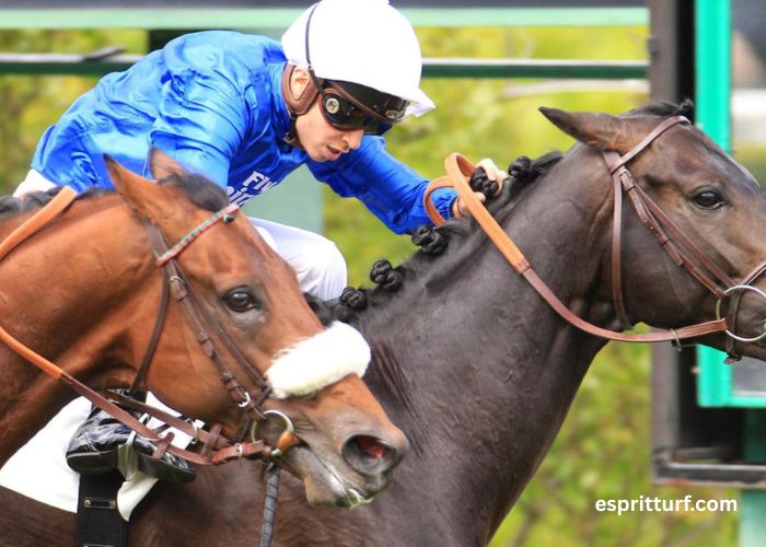 Gagnant Turf Vip (2)