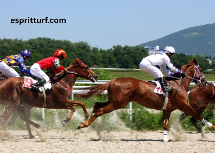 Geni Du Turf-Vip (1)